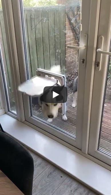 Dog flap installation